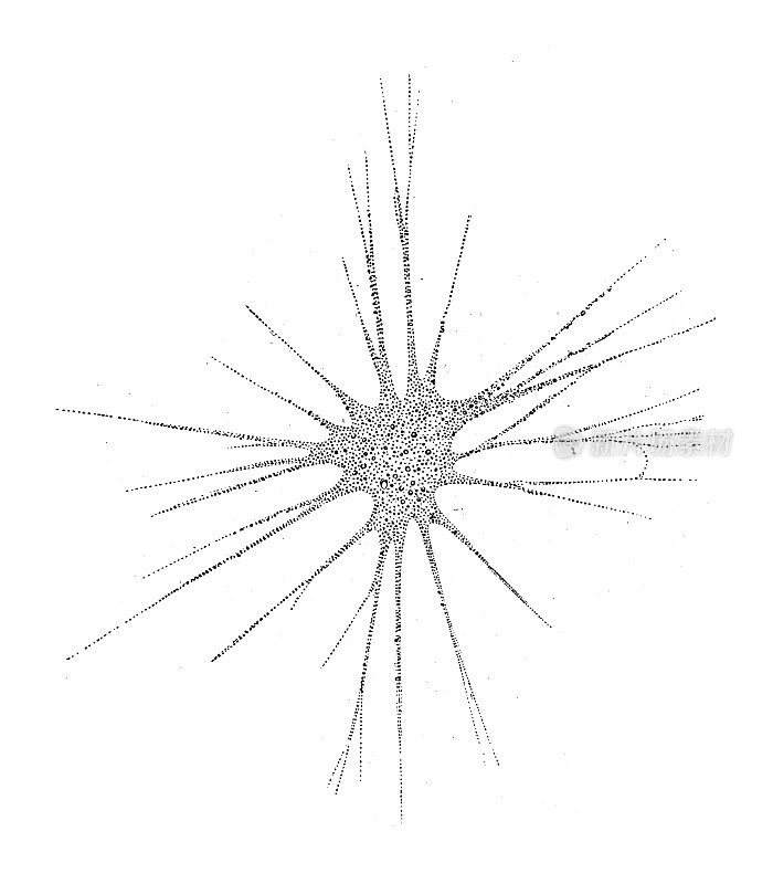 仿古生物动物学图片:变形虫(Amoeba Porrecta)